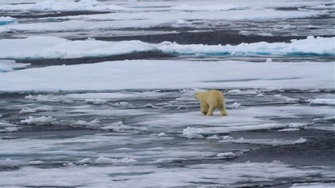 Polar bear wandering on Fragile frozen Ocean, Svalbard
Polar bear Walking on waving  Melting broken sea ice in arctic sea
