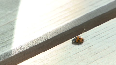 A ladybug in Japan. Sleep and move.