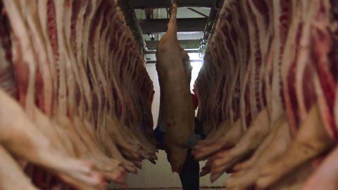 Butcher in Slaughterhouse. Dead Pigs, Pork Bogies Hang on Hooks. Meat Production Factory, Difficult Profession,Livestock, meat consumerism