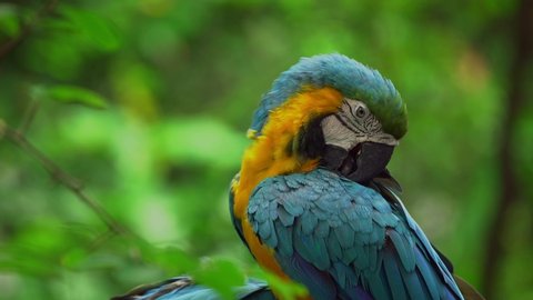 Ecuadorian parrots, blue and yellow
 (Loro Ecuatorianos - Guacamayos)