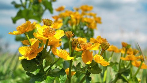 Yellow flower of Caltha palustris or soldiers button, also known as drunkards, kingcup or palsy-wort 