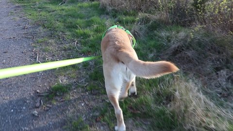 Is out and walking on a dirt road with a yellow labrador retriever dog in harness