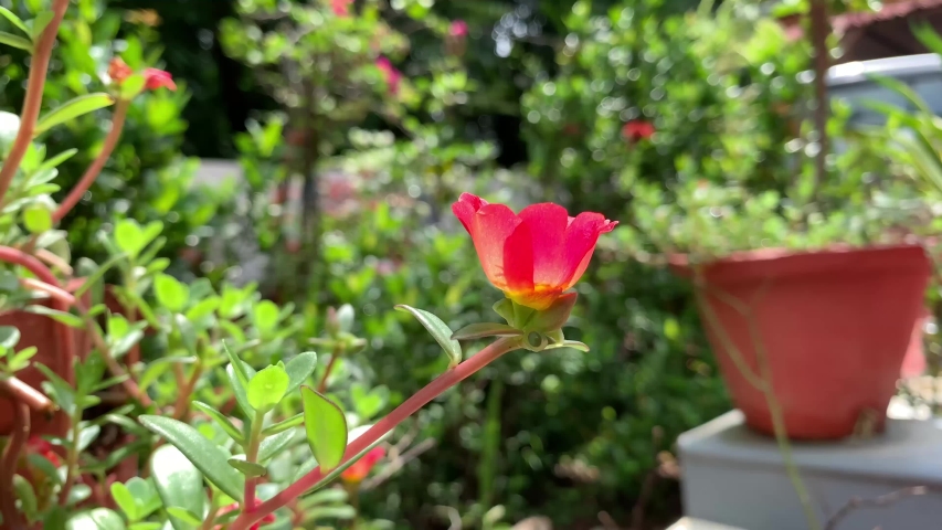 Red Purslane flowers or Portulaca Oleracea,at close range with natural light, outdoor.