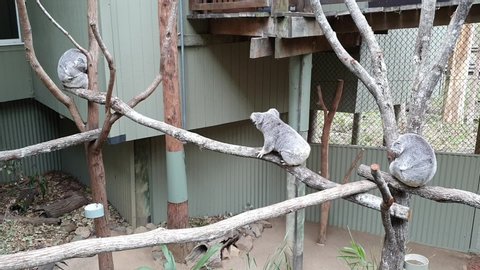 Koala sanctuary, Daisy Hill Koala Centre. Koala bear climbing around in a tree. Brisbane, Australia - October 11, 2019