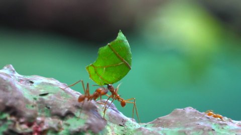 Leafcutter Ant with Leaf, Row Busy Small Insect Animals in Green Forest