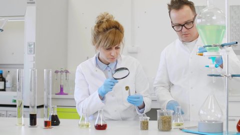 Two scientists looking closely on marijuana bud in pharmaceutical laboratory. CBD and CBDa oils are in graduated cylinders and erlenmeyer flasks on table. Hemp seeds are in beakers.