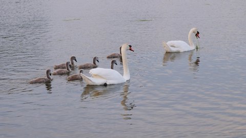Swan family on lake Swans and Search 
cygnets