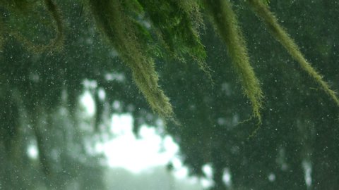 Weeping willow tree in rain in heavy slow motion rain in Florida in gloomy weather.