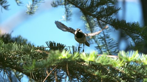 Bird in flight in slow motion in a heavy forest on a summer day.