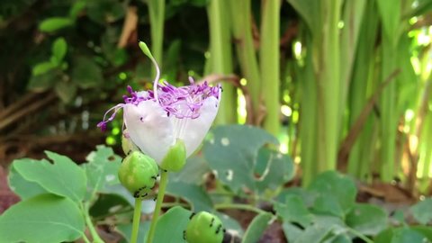 A timelapse of caper flowers (Capparis spinosa) opening in the afternoon