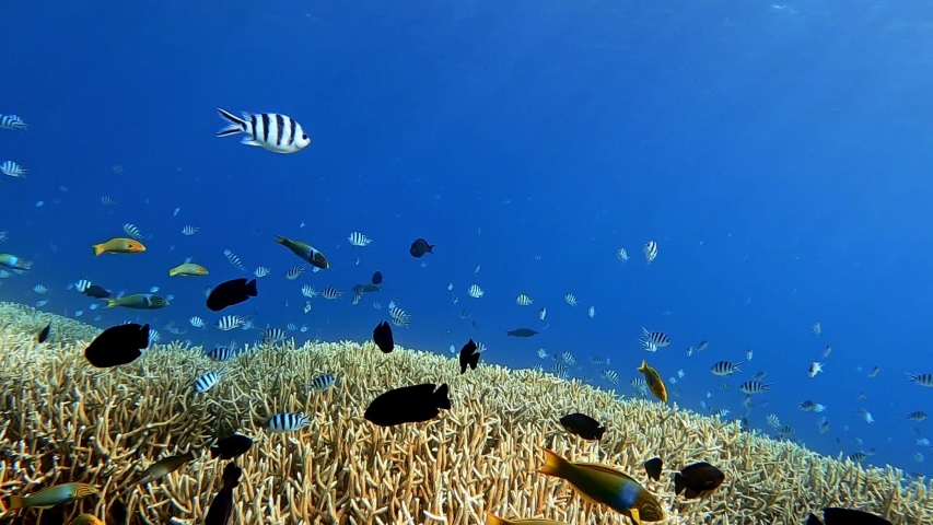 Different Fish on the Reef image - Free stock photo - Public Domain ...