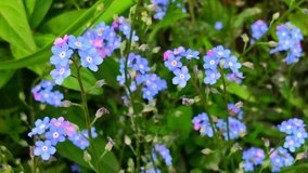 Forget Me Not (Myosotis) flower in a forest, close up. Blue small wildflower in a woodland meadow trembling in faint wind. Spring or summer day. 4k video.