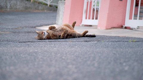 Cat yawning and lying on the street. Domestic pet relaxing.
