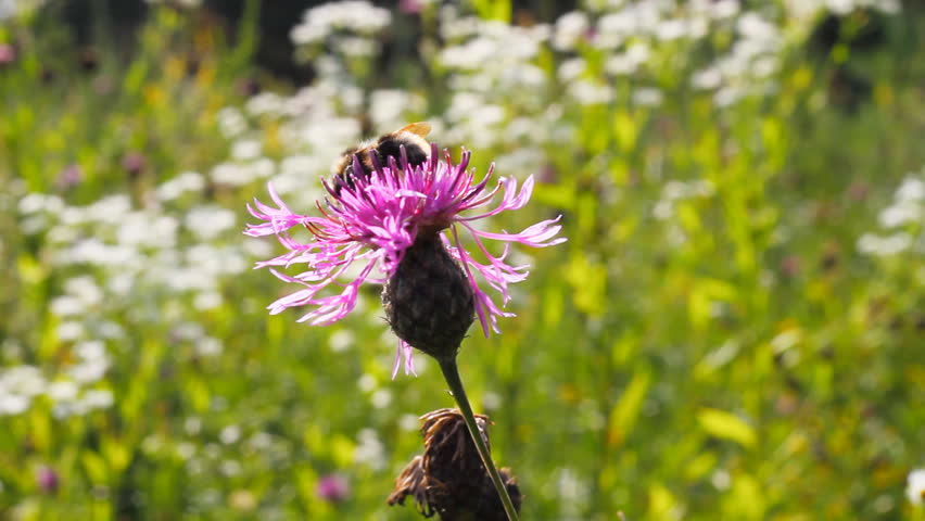 bee on a flower macro