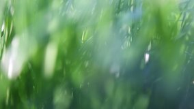 Outdoor short clip of new and fresh green grass. Selected focus. Blur background.