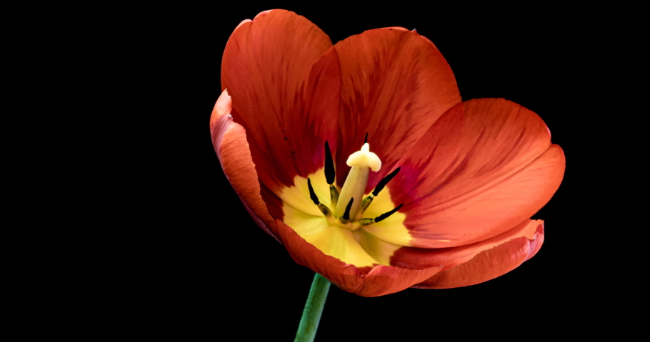 Timelapse of red tulip flower blooming on black background. Easter, spring, valentine's day, holidays concept Royalty-Free Stock Footage #1052764100