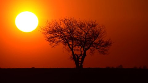 Stunning huge orange sunset. Lonely tree silhouette in the foreground before the setting sun. Close up, time lapse.