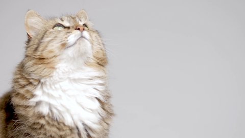 cute cat on gray studio background, fluffy Siberian cat looking up, concept of pets, domestic animals