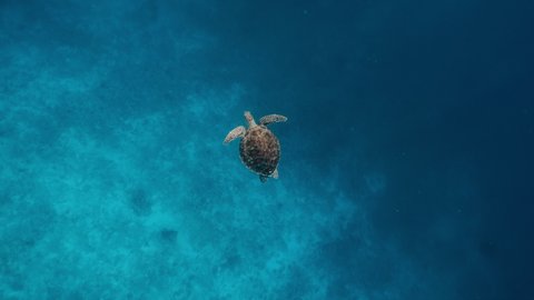 Hawksbill sea turtle swimming over the edge of coral reef with hard and soft corals into blue deep ocean water. Raja Ampat Kri island, West Papua, Indonesia