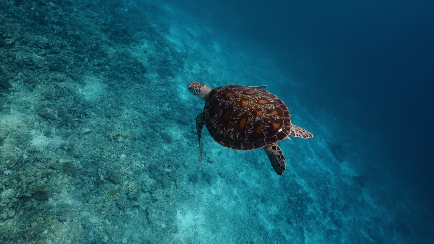 Green sea turtle swimming against to my camera - PERFECT SHOT! | Shutterstock HD Video #1052765360
