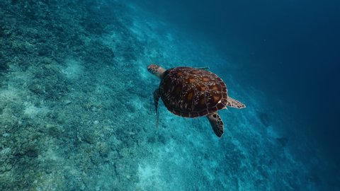 green sea turtle swimming against to my camera - PERFECT SHOT!