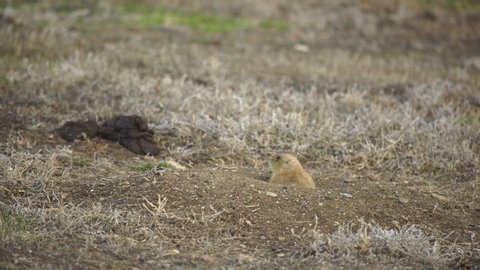 Prairie dog climbs out of burrow to yell and eat on windy spring day