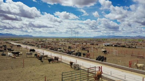 industrial cattle feedlot blue sky