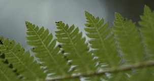 New Zealand Fern Leaf slow motion pan