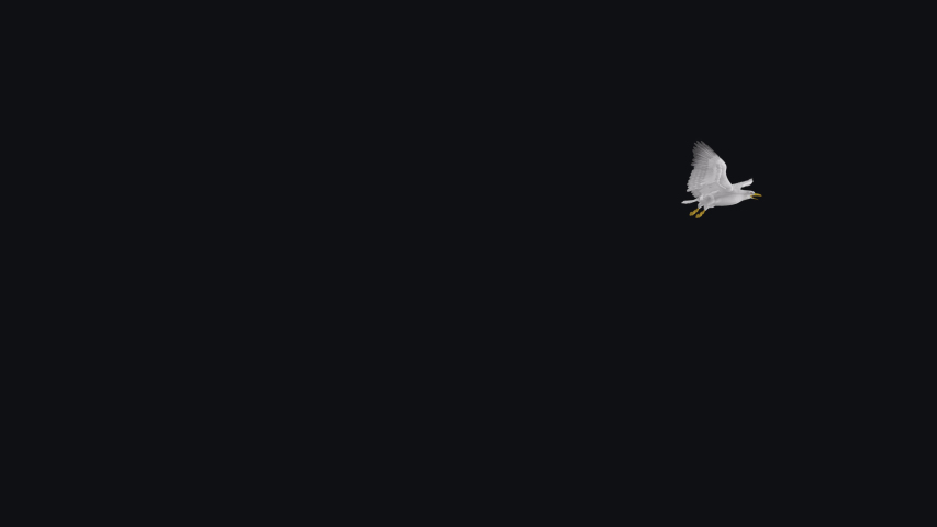 Seagull - 4K Flying Transition I - Alpha Channel