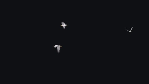 Three Seagulls - 4K Round Flying Loop - Alpha Channel