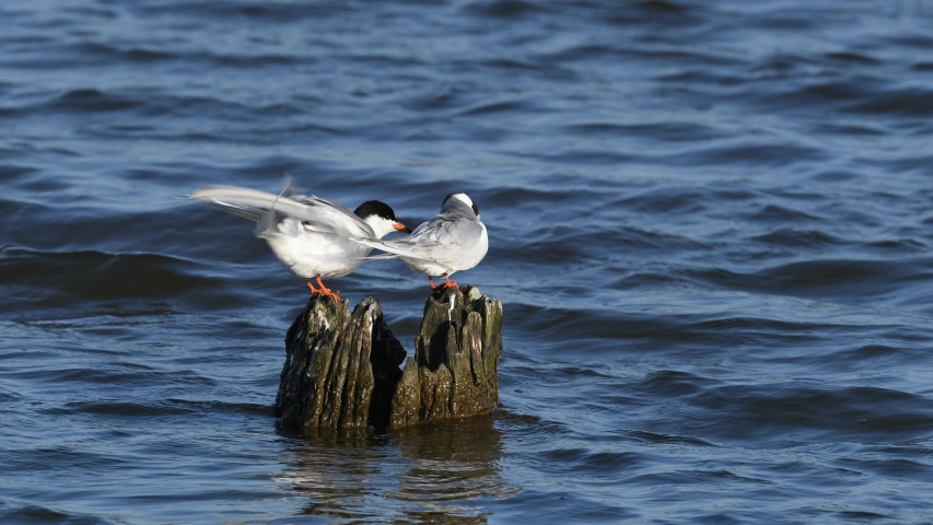 A Pair of Forster
