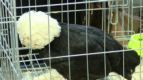 Dutch white head in a chicken cage