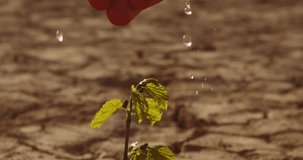 Close up shot of hand watering a lttle sprout on deserted ground. Cracked dead soil in dried lake or river - ecological disaster, save our planet 4k footage