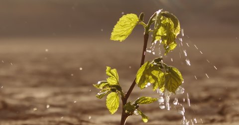 Water drops falling on tiny plant in desert, filling it with life. Little green sprout growing on cracked ground in dried river - ecology, sustainability concept close up 4k footage