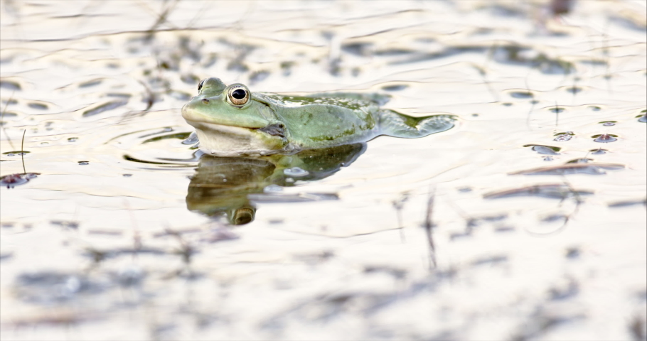 bullfrog clips