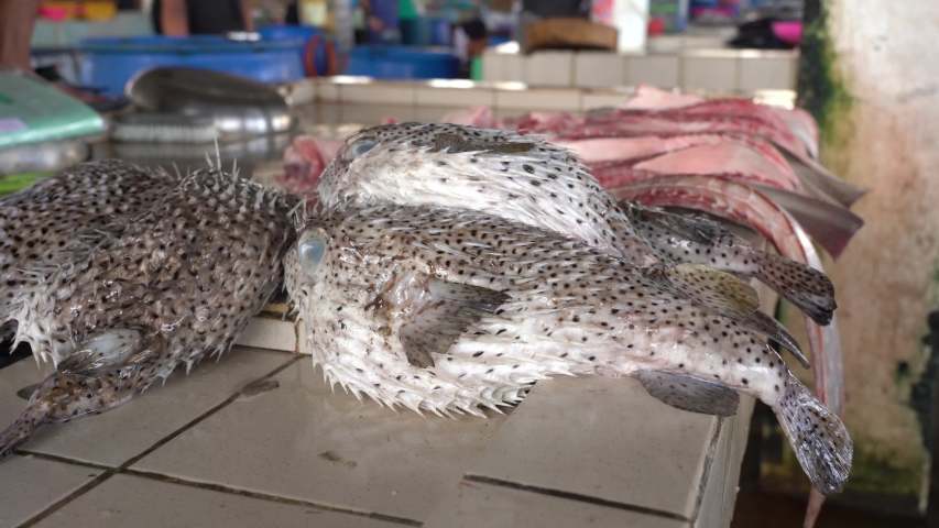 Blowfish or pufferfish or balloonfish or globefish for sell at the street food market in Kota Kinabalu, island Borneo, Malaysia, close up seafood