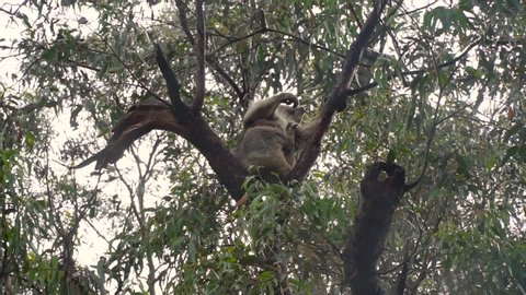 Cute Koala bear. Australian Koalas hanging in Eucalyptus tree branches. Close up of animal sitting, being lazy intrees. Rustic, dark, grey, green background.	