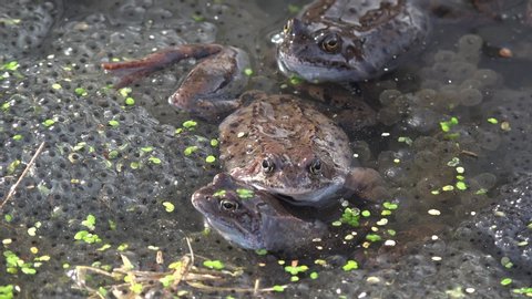 Frogs spawning in a spring pond.