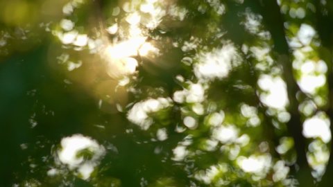 Sun breaking through green leaves blurred bokeh background. Abstract Nature background with sun flare. Tree branches in the wind