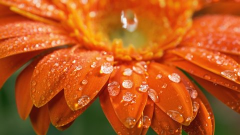 Macro shot of orange daisy-gerbera flower with water drops. Dew drops falling on flower petals. Slow motion