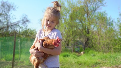 Little child girl is holding the hen on the farm. Poultry farming in a country house in the village. small helper.