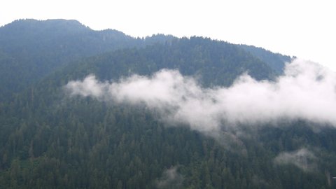 White cloud moving on a mountain covered with pine conifers and fir trees right after a summer storm – Realtime