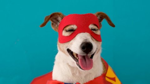 Cute cheerful Jack Russell Terrier in red mask and superhero cape standing on blue background with tongue sticking out and narrowed eyes