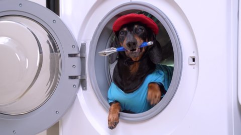 Funny little dachshund wearing blue mechanic costume and red cap peeking out from the opened washing machine drum, with wrench in mouth. Dog drops out the tool and barks. Humor concept of repairs.