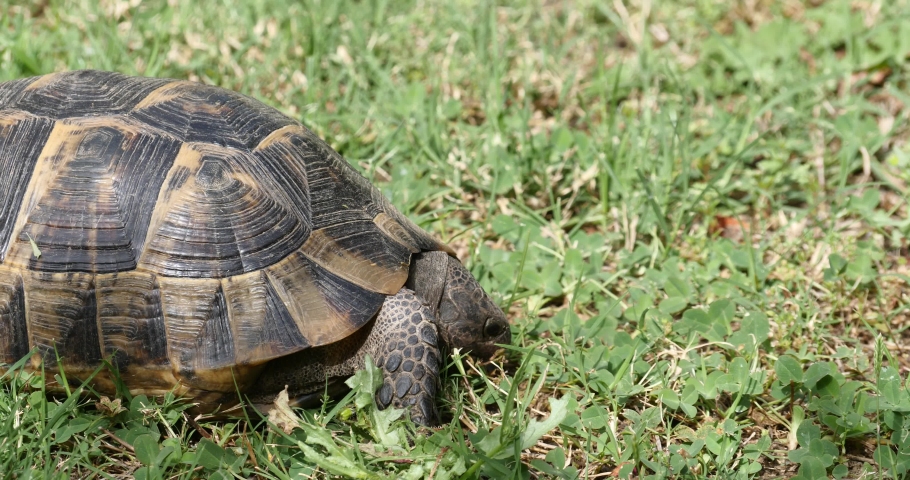 Desert Turtle image - Free stock photo - Public Domain photo - CC0 Images