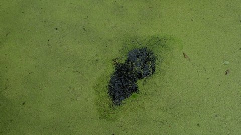 Meditative movement of green duckweed in water from the edges to the center. Gradual tightening of the water surface. Green background. Meditative image. World wetlands day.