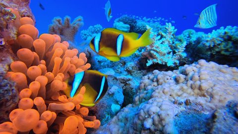 Clownfish Red Anemone. Underwater tropical clownfish (Amphiprion bicinctus) and sea anemones. Red Sea anemones. Tropical colorful underwater clown fish. Reef coral scene. Coral garden seascape.