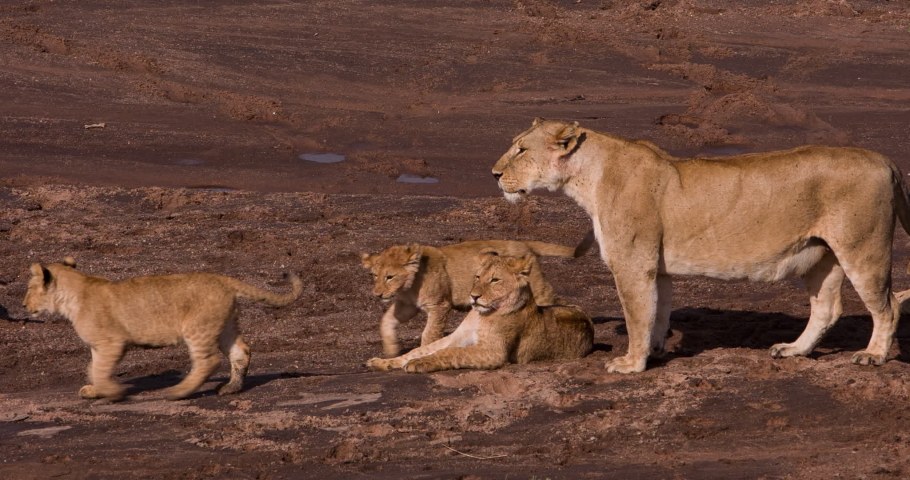African lioness with several cubs resting after hunting. The lion, the head of the pride, roars at the cubs. Wild savanna Safari in the Maasai Mara National reserve in Kenya, near Serengeti Park 