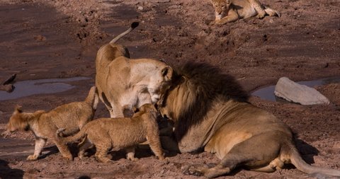 African lioness with several cubs resting after hunting. The lion, the head of the pride, roars at the cubs. Wild savanna Safari in the Maasai Mara National reserve in Kenya, near Serengeti Park 