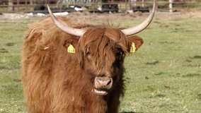Highland cattle stands ruminating  on a ranch ruminating - close-up video 